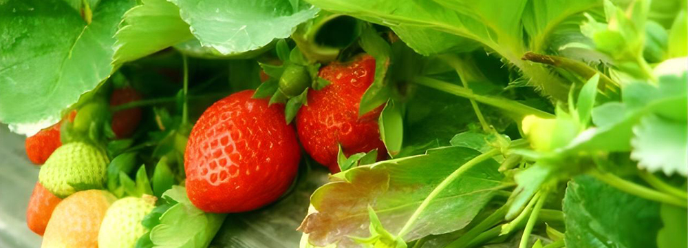植树+采摘草莓或有机蔬菜一天行程套餐